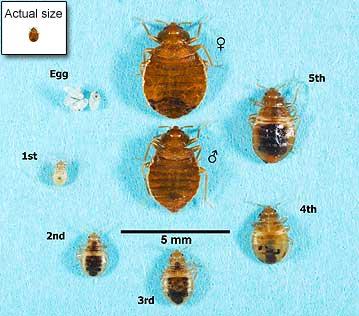 bed-bug-ctual-size